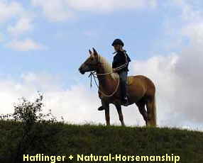 Haflinger + Natural-Horsemanship